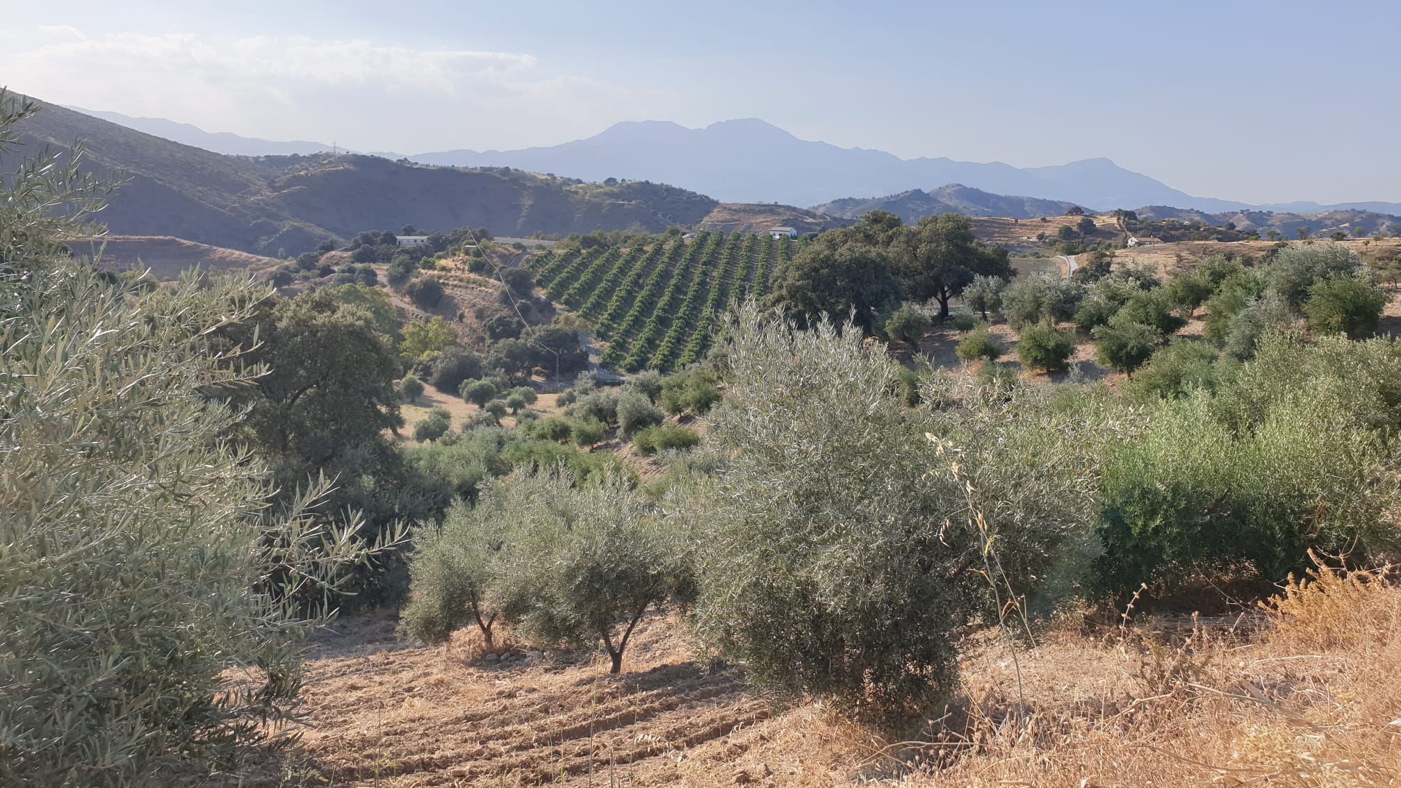 Magnificent saltwater swimming pool with terrace and olive grove views at luxury finca near Marbella