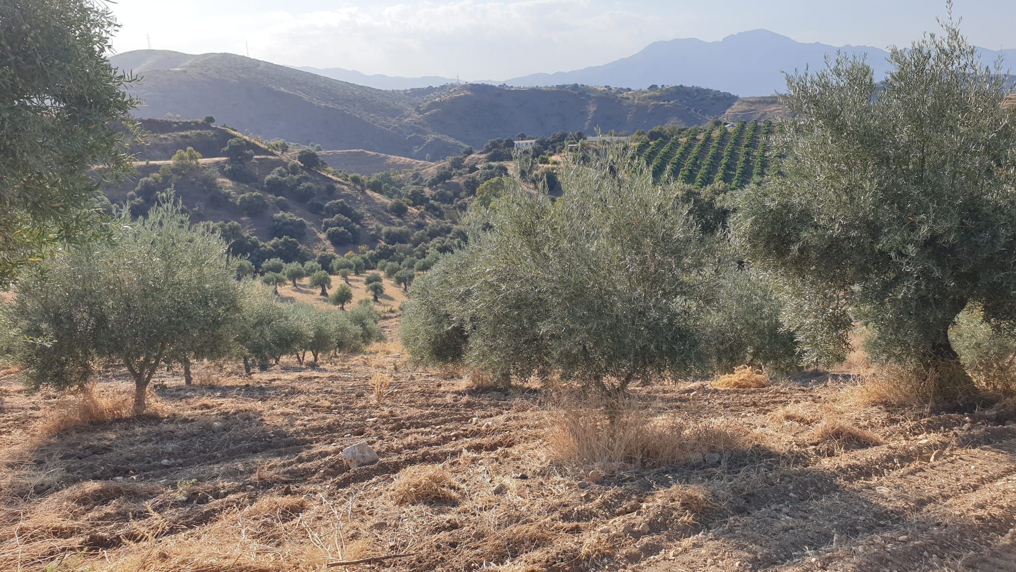 Olive oil production grove with healthy mature trees at agricultural estate Andalucía