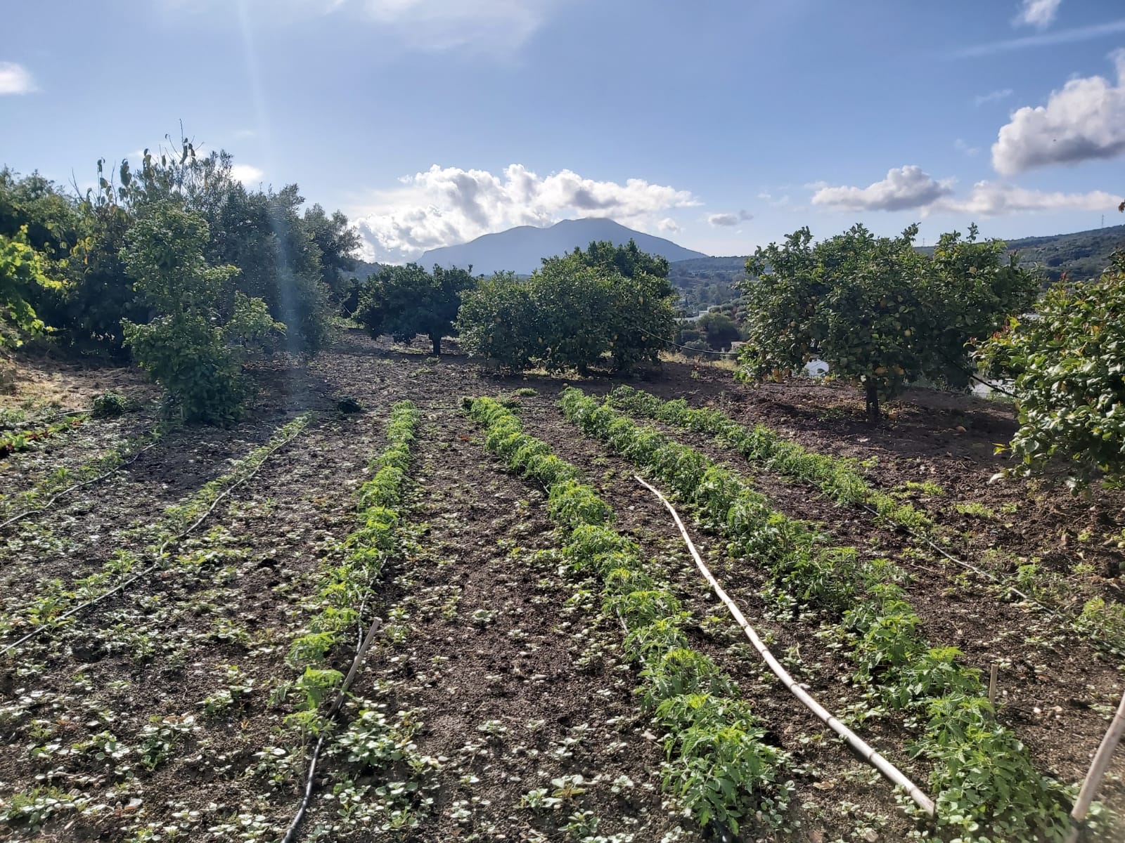 Terraced outdoor living area with views of olive groves at luxury finca Coín