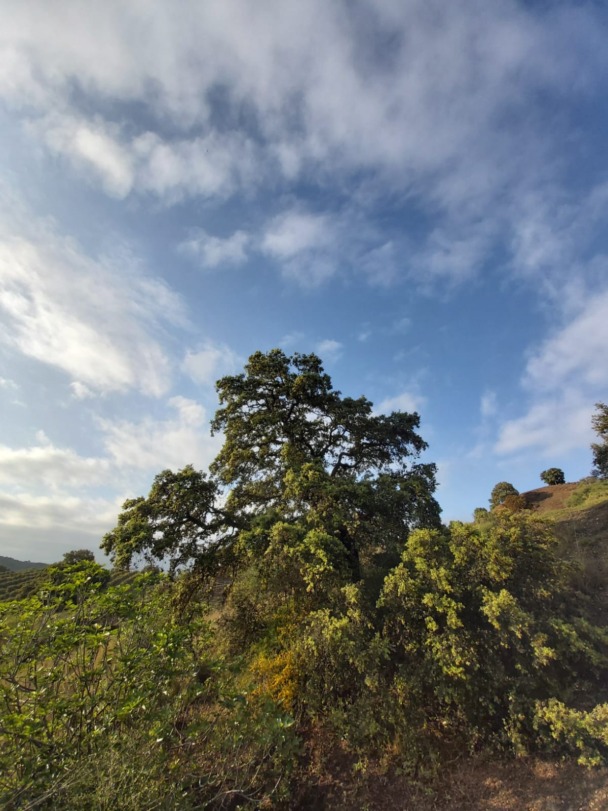 Mango and avocado trees growing in unique microclimate at estate near Marbella