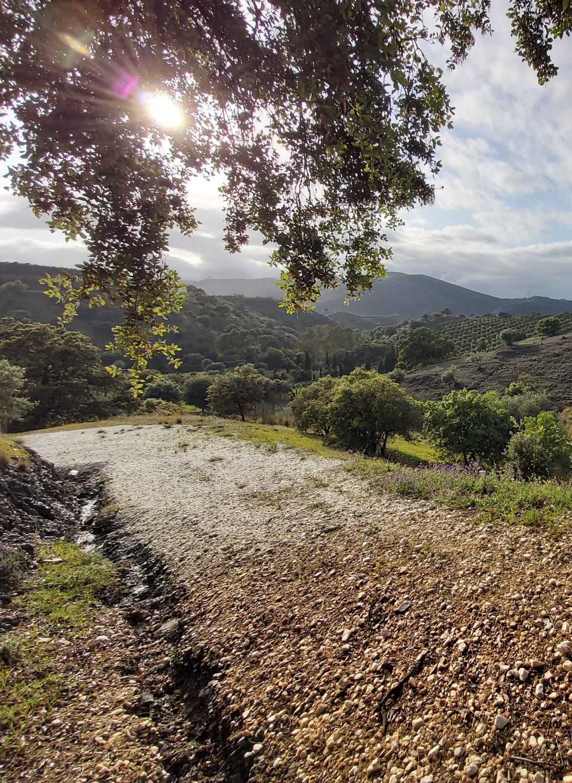 Panoramic view of 48,000m² productive estate with olive groves and mountain backdrop