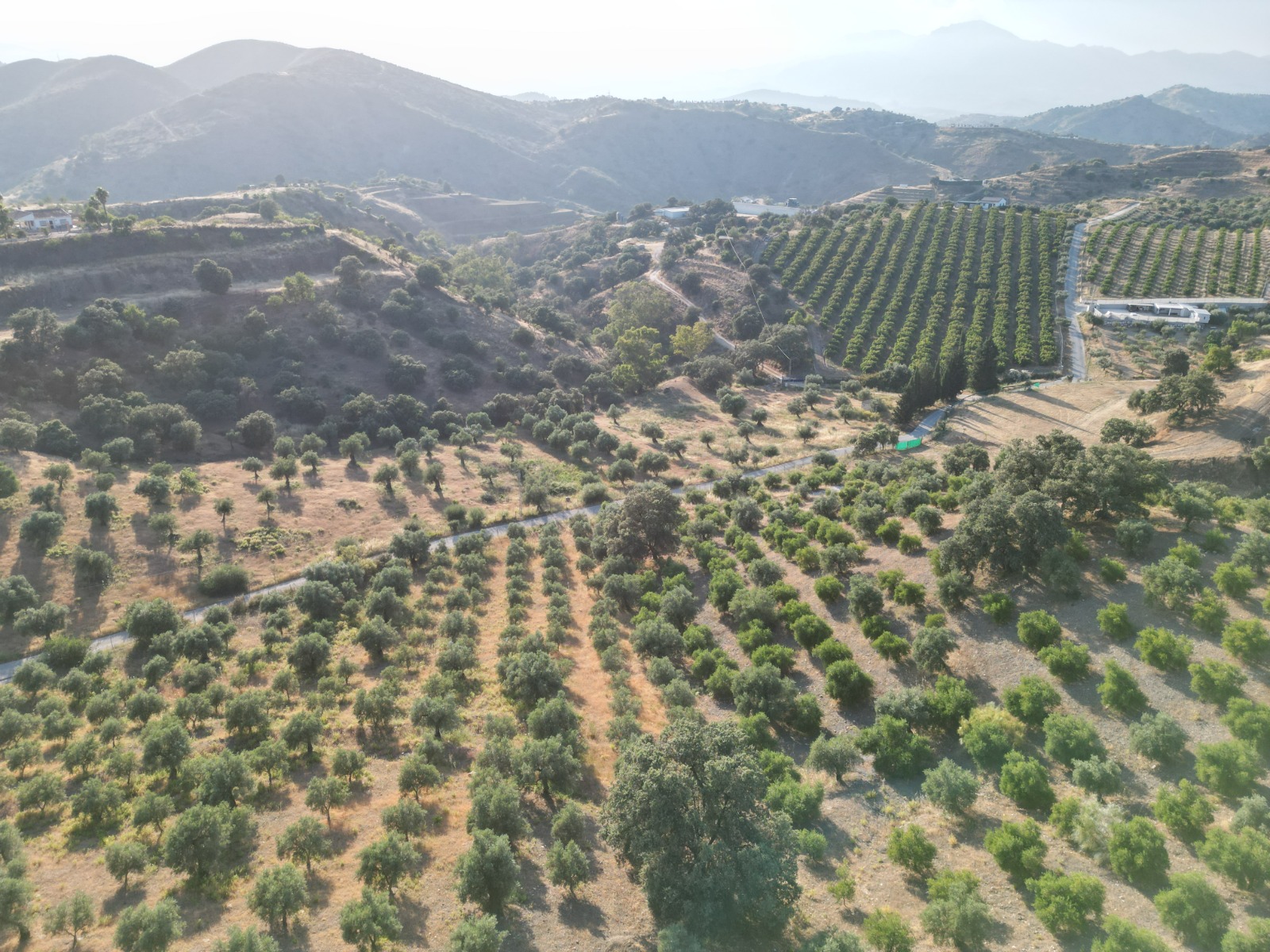 New aerial panorama of Finca El Aljibe olive groves with Málaga mountain views