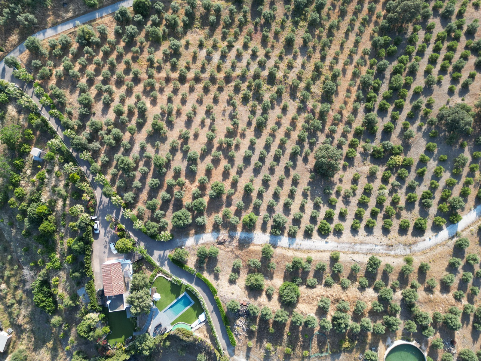 New top-down aerial view of the olive grove, villa, pool, and estate access road