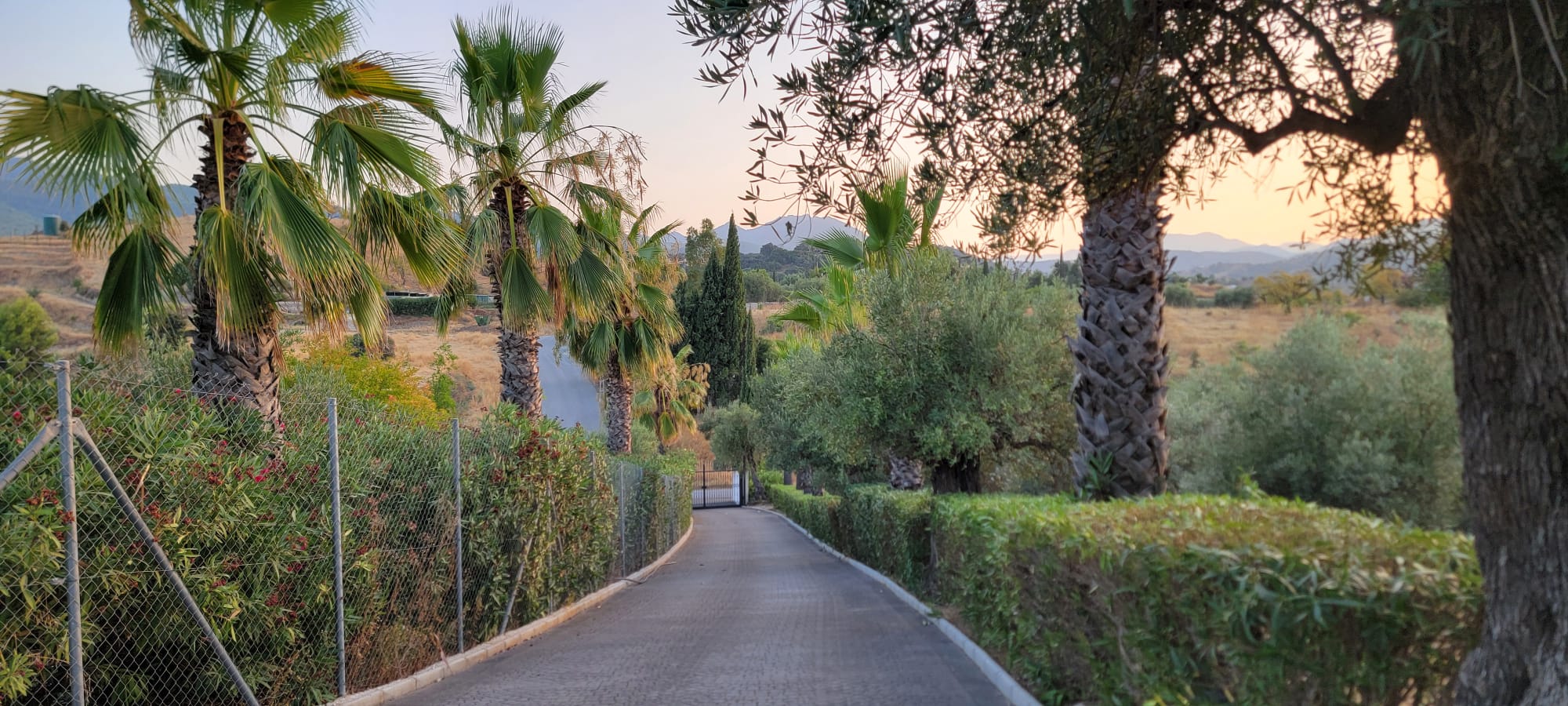 Updated panorama of the Finca El Aljibe property and olive grove landscape
