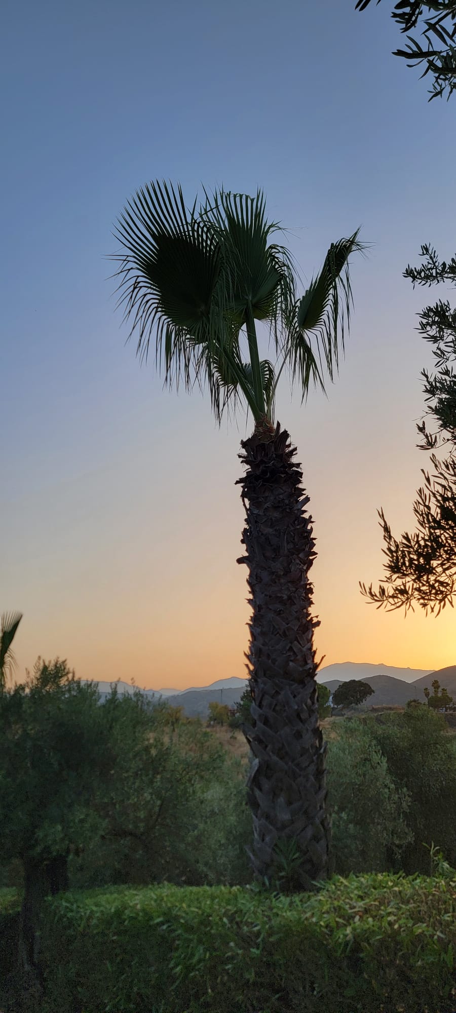 Updated portrait view of Finca El Aljibe grounds and Mediterranean landscape
